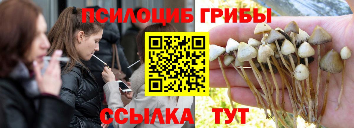 Псилоцибиновые грибы Cubensis  Вход с VPN  Элиста 